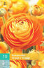 Karta - Pryskyřník Ranunculus ORANGE (10 cibulí) "B"