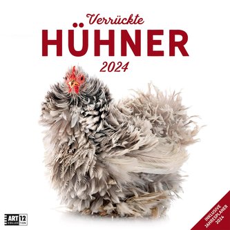 Verrückte Hühner Kalender 2024 - 30x30
