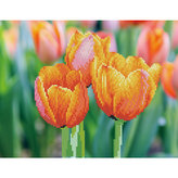 DIAMOND DOTZ Tulipány