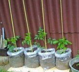 Vrece na pestovanie LDPE priehľadný 70 x 120 cm / 0,18