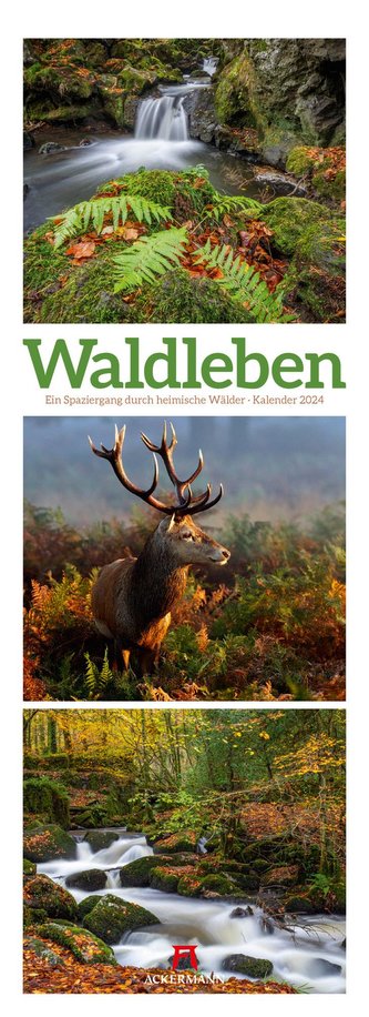 Waldleben - Ein Spaziergang durch heimische Wälder Triplet-Kalender 2024