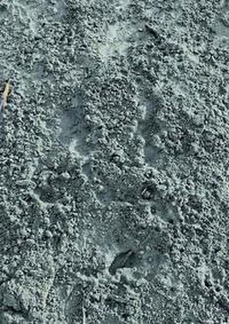 Eisenberger VS Eisenberger