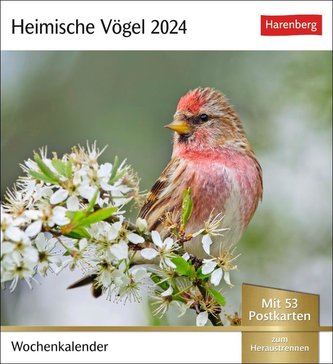 Heimische Vögel Postkartenkalender 2024