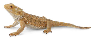Agama fúzatá