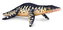 Liopleurodon