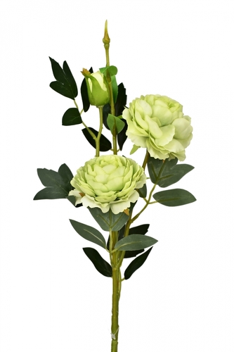 Růže zelená 66 cm
