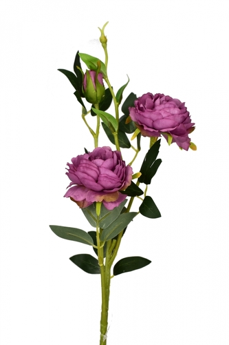 Růže lila 66 cm