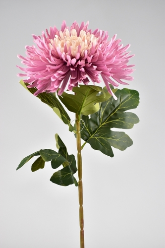 Chryzantéma hvězdicovitá lila 70 cm