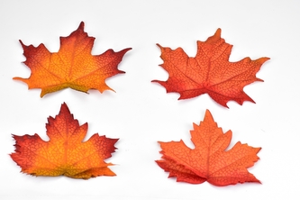 Listy javoru Acer C sada 12 ks