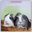 Guinea Pigs - Meerschweinchen 2024 - 16-Monatskalender