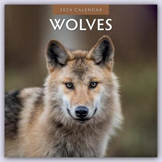 Wolves - Wölfe 2024 - 16-Monatskalender