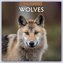 Wolves - Wölfe 2024 - 16-Monatskalender