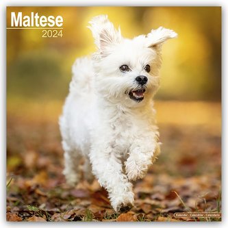 Maltese - Malteser 2024 - 16-Monatskalender