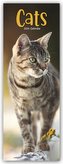 Cats - Katzen 2024