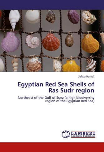 Egyptian Red Sea Shells of Ras Sudr region