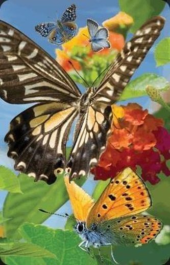 Mini kartka 3D Motyl