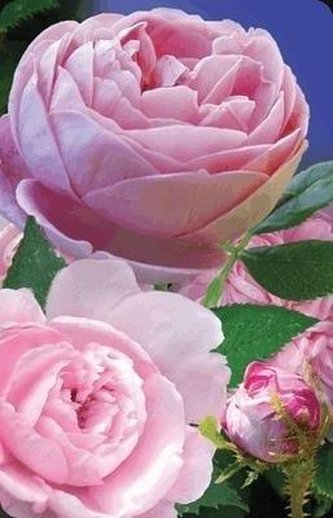 Mini kartka 3D - Róże