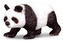 Panda veľká
