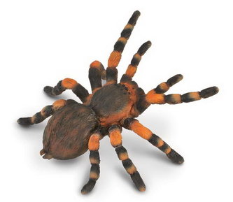 tarantule