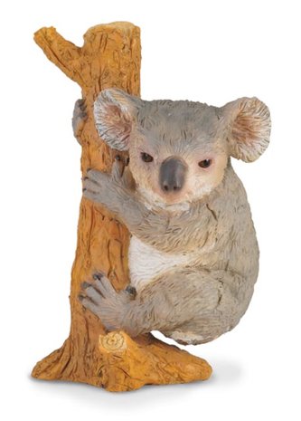 Koala na strome