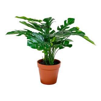 House Nordic Monstera
