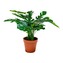 House Nordic Monstera