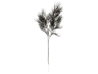 Umělá rostlina Asparagus kapradina Stem černá Present Time