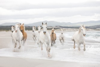 Komar papírová fototapeta 8-986 White Horses, 368 x 254 cm
