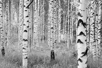 Komar vliesová fototapeta XXL4-023 Woods, 368 x 248 cm