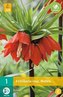 Karta - Řepčík - Fritillaria Imp.Rubra (1 cibule) "C"