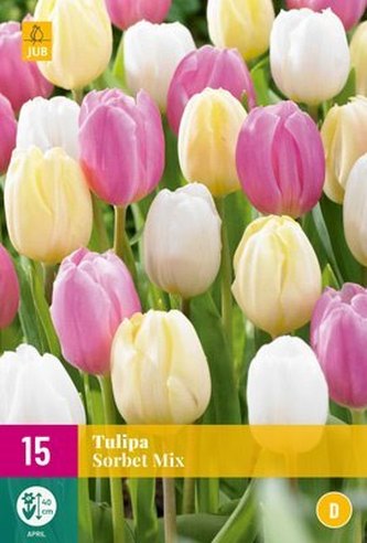 Karta XXL - Tulipán - Sorbet Mix (15 cibulí) "D"