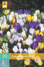 Karta - Krokus - Species Mix (20 cibulí) "C"