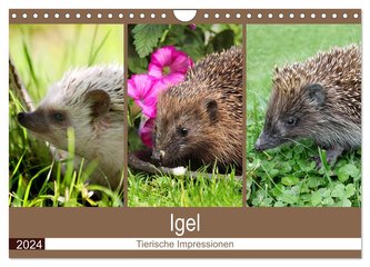 Igel 2024. Tierische Impressionen (Wandkalender 2024 DIN A4 quer), CALVENDO Monatskalender