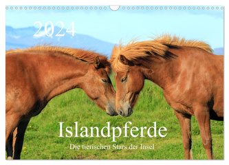 Islandpferde - Die tierischen Stars der Insel (Wandkalender 2024 DIN A3 quer), CALVENDO Monatskalender