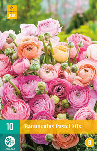 Karta - Pryskyřník - Ranunculus Pastel Mix (10 cibulí) "B"