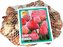 Síťka -  XXL - Tulipán Pink / Red (80 cibulí)