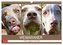 Weimaraner. Edel, elegant und klug (Wandkalender 2024 DIN A3 quer), CALVENDO Monatskalender