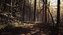 Blair Witch (PC)