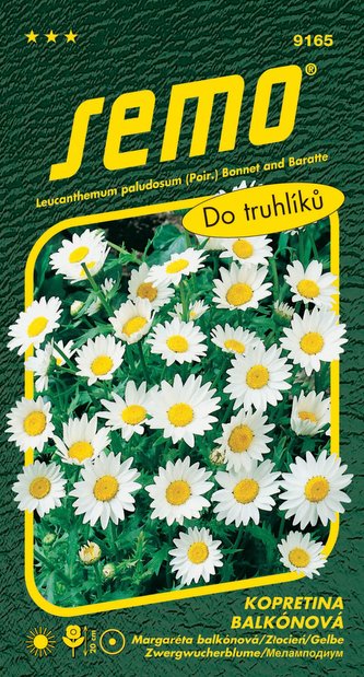 Kopretina balkonová - Sněhurka 0,3g