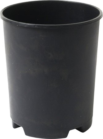 Kontejner růže - 2 l