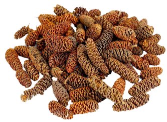 Dekorace - Birch pine min. 30 g