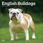 English Bulldogs 2024 Square