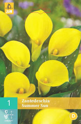 Karta - Kala (Kornoutice) Zantedeschia SUMMER SUN (1 cibule) "B"