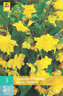 Karta - Begónie PENDULA YELLOW (3 cibule) "C"