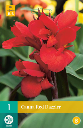 Karta - Kana RED DAZZLER (1 hlíza) "B"