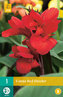 Karta - Kana RED DAZZLER (1 hlíza) "B"