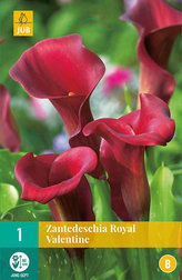 Karta - Kala (Kornoutice) Zantedeschia ROYAL VALENTINE (1 cibule) "B"