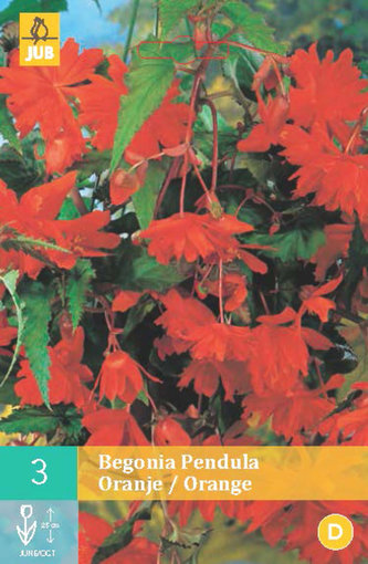 Karta - Begónie PENDULA ORANGE (3 cibule) "C"