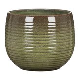 Obal 744 Wild Jungle 24