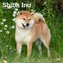 Shiba Inu 2024 Square